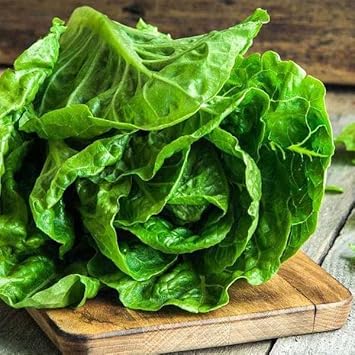Romaine Lettuce Seeds for Planting - 100 pcs